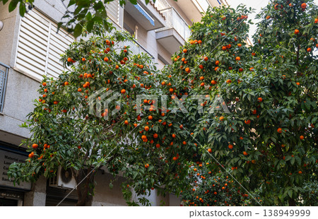 Orange trees lining narrow street with residential buildings in Barcelona Spain mediterranean urban landscape 138949999