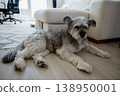 Cute fluffy dog resting on floor at home in cozy living room interior 138950001