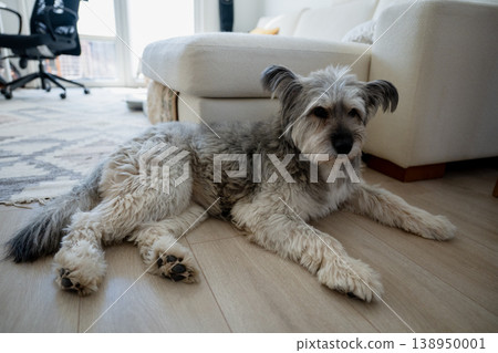 Cute fluffy dog resting on floor at home in cozy living room interior Cute fluffy dog resting on floor at home in cozy living room interior 138950001