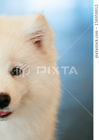 White Samoyed Dog Puppy Whelp Close Up 138950013