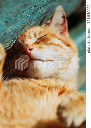 Red kitten cat sleeps on a bench in park 138950021