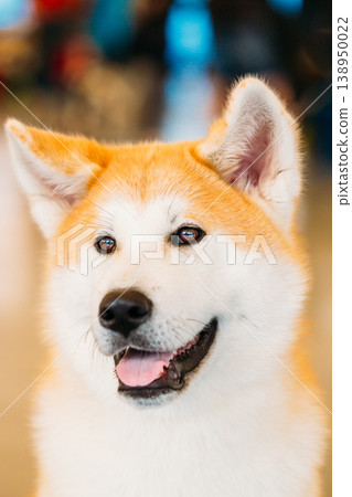 Akita Dog Akita Inu, Japanese Akita Close Up Portrait 138950022