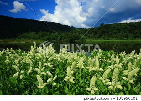 Lake Onuma in Hachimantai in early summer Lake Onuma in Hachimantai in early summer 138950101