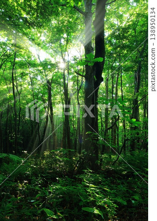 A clear stream flowing through the greenery A clear stream flowing through the greenery 138950134