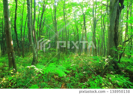 A clear stream flowing through the greenery A clear stream flowing through the greenery 138950138