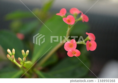 大戟屬植物，粉紅色小花，左下角有花苞，右側有三朵花，背景模糊。 138950168