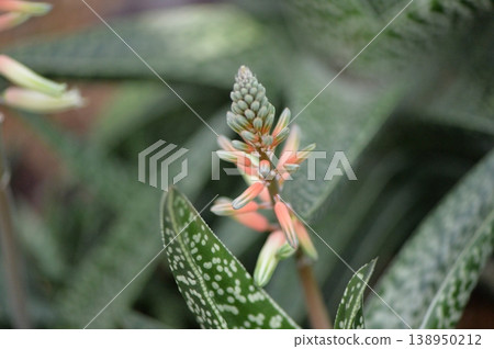 紫菀科植物紫菀（Gasteraloe）開細長的粉紅色花朵。 138950212