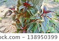 Close-up view of a vibrant plant featuring reddish-purple and green leaves, thriving at the base of a tree trunk in natural sunlight. 138950399