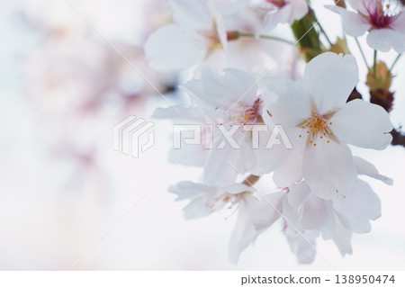 Cherry blossoms with bokeh effect against a white background Cherry blossoms with bokeh effect against a white background 138950474