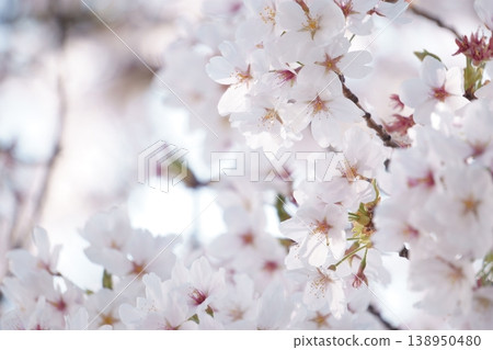 櫻花盛開 櫻花盛開 138950480