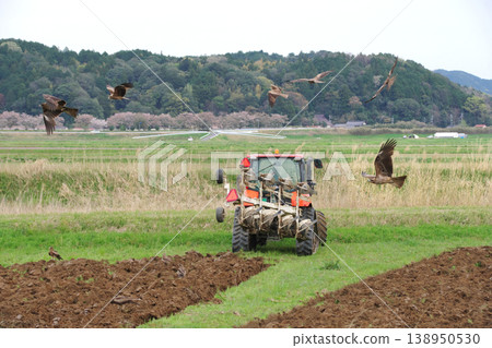 A group of kites, like a "tractor-gathering club," aggressively roam the plowing site, hunting prey. A group of kites, like a "tractor-gathering club," aggressively roam the plowing site, hunting prey. 138950530