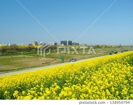 A view of the Edogawa River embankment with a baseball field on a spring morning, seen from a riverbank full of blooming rapeseed flowers. 138950794