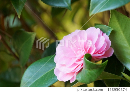 Beautiful pink camellia Beautiful pink camellia 138950874