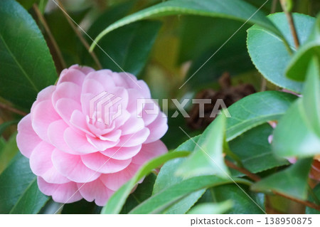 美麗的少女山茶花靜靜地綻放。 美麗的少女山茶花靜靜地綻放。 138950875
