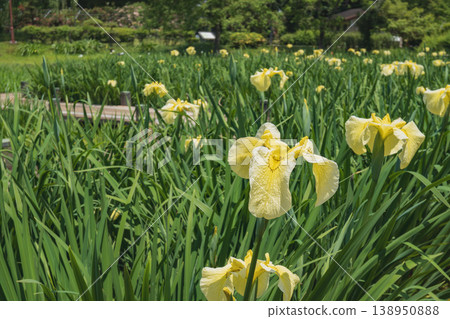 Saitama Prefecture: Heisei no Mori Park / Scenery of yellow irises in bloom / Kawashima Town Saitama Prefecture: Heisei no Mori Park / Scenery of yellow irises in bloom / Kawashima Town 138950888