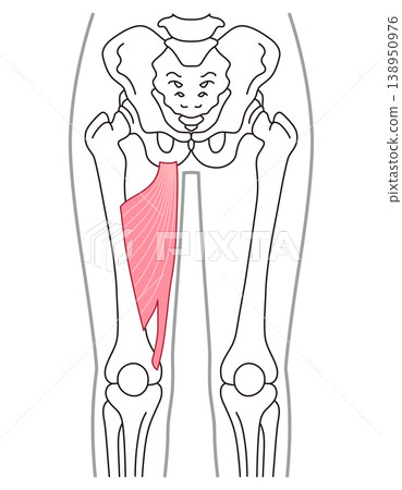 Adductor magnus muscle; adductor muscles; thigh muscles 138950976