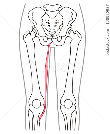股薄肌、內收肌、大腿肌肉 138950987