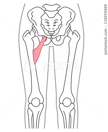 Adductor minimus muscle; adductor muscle group; thigh muscle 138950989