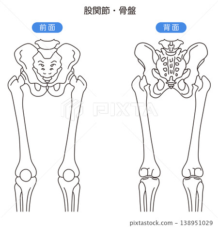 骨盆和髖關節：前視圖、後視圖 138951029
