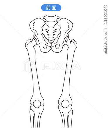 Pelvis and hip joint (front view) Pelvis and hip joint (front view) 138951043