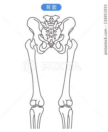 骨盆和髖關節（後視圖） 138951055