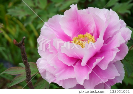 Beautiful pink peony flowers Beautiful pink peony flowers 138951061