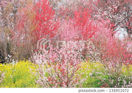 Fukushima Sakura Hanamomo Corridor, Observation Hill | A spectacular spring view adorned with blooming peach blossoms and rapeseed flowers. Fukushima Sakura Hanamomo Corridor, Observation Hill | A spectacular spring view adorned with blooming peach blossoms and rapeseed flowers. 138951072
