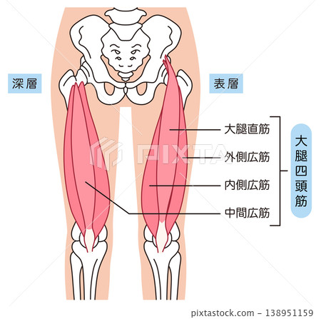 大腿肌肉:股四頭肌 大腿肌肉:股四頭肌 138951159