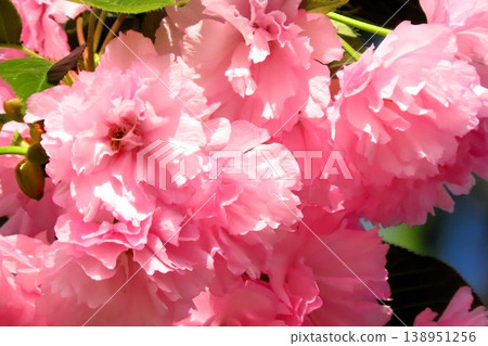 Spring tree blossoms: Double cherry blossoms in full bloom: Yaezakura & blue sky: Park on the banks of the Milky Way Spring tree blossoms: Double cherry blossoms in full bloom: Yaezakura & blue sky: Park on the banks of the Milky Way 138951256