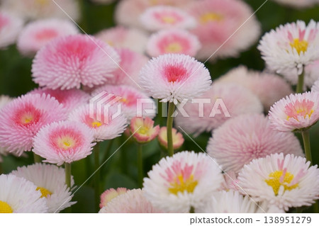 Pink flowers that bloom in spring: Daisies 138951279