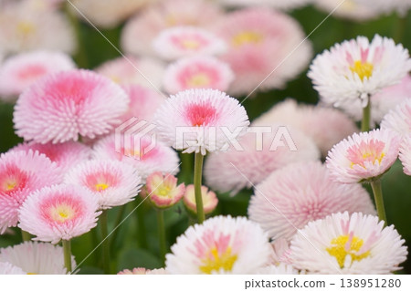 Springtime pink flowers: Daisies Springtime pink flowers: Daisies 138951280