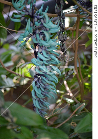 Jade Vine Jade Vine 138951282