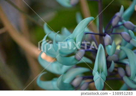 玉藤,玉藤,花側視圖 玉藤,玉藤,花側視圖 138951283