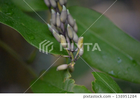 Jade Vine, Jade Vine, buds Jade Vine, Jade Vine, buds 138951284