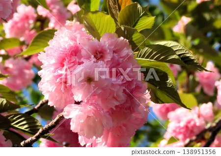 Spring tree blossoms: Double cherry blossoms in full bloom: Yaezakura & blue sky: Park on the banks of the Milky Way Spring tree blossoms: Double cherry blossoms in full bloom: Yaezakura & blue sky: Park on the banks of the Milky Way 138951356