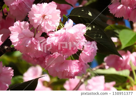 春日樹花盛開:重瓣櫻花盛開:八重櫻與藍天:銀河河畔公園 春日樹花盛開:重瓣櫻花盛開:八重櫻與藍天:銀河河畔公園 138951377
