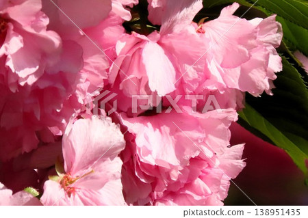 Spring tree blossoms: Double cherry blossoms in full bloom: Yaezakura & blue sky: Park on the banks of the Milky Way Spring tree blossoms: Double cherry blossoms in full bloom: Yaezakura & blue sky: Park on the banks of the Milky Way 138951435