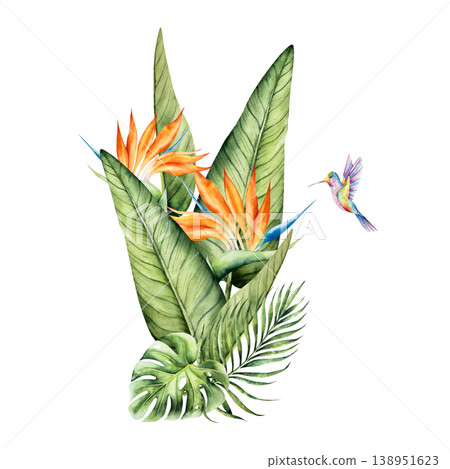 Strelitzia flowers and monstera, palm leaves with Hummingbird. Watercolor hand drawn colorful bird, isolated illustration on transparent background. Perfect for tropical design projects. For designers Strelitzia flowers and monstera, palm leaves with Hummingbird. Watercolor hand drawn colorful bird, isolated illustration on transparent background. Perfect for tropical design projects. For designers 138951623