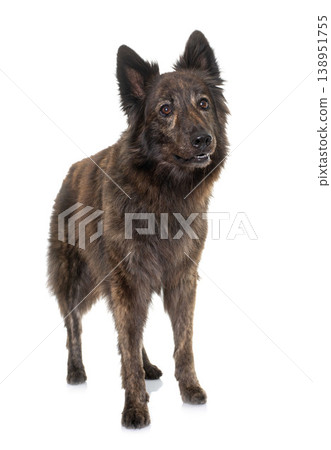 Dutch Long haired shepherd 138951755