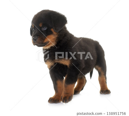 puppy rottweiler in studio puppy rottweiler in studio 138951756