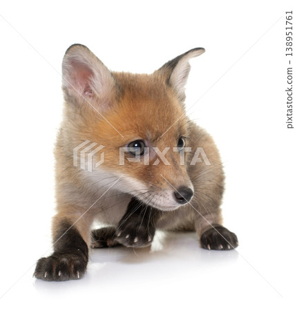 fox cub in studio fox cub in studio 138951761