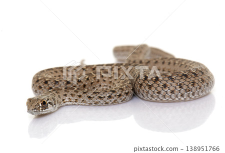 Montpellier snake in studio Montpellier snake in studio 138951766