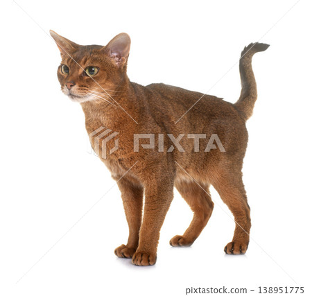 Abyssinian cat in studio Abyssinian cat in studio 138951775
