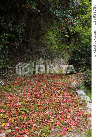 山間小路兩旁綠樹成蔭,山茶花和紫藤花競相綻放。 山間小路兩旁綠樹成蔭,山茶花和紫藤花競相綻放。 138951786