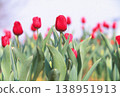 用正片膠卷拍攝的紅色鬱金香 138951913