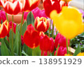 用正片膠卷拍攝的紅色鬱金香 138951929