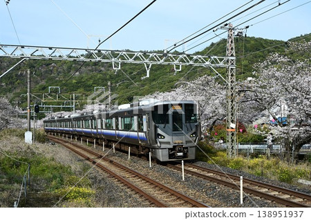 Yamanakadani, a post town on the Kishu Kaido road, boasts a magnificent row of approximately 1,000 cherry trees, and is located near Yamanakadani Station on the Hanwa Line. Yamanakadani, a post town on the Kishu Kaido road, boasts a magnificent row of approximately 1,000 cherry trees, and is located near Yamanakadani Station on the Hanwa Line. 138951937