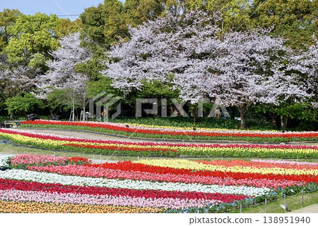 A breathtaking spring scene: a contrast between a field of colorful tulips and cherry trees in full bloom. A breathtaking spring scene: a contrast between a field of colorful tulips and cherry trees in full bloom. 138951940