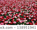 一片盛開的紅色和粉紅色鬱金香花海－花卉紋理背景。 138951941