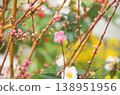 用正片拍攝的粉紅色梅花 138951956